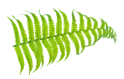 Naturnahe Pflanzenverwendung