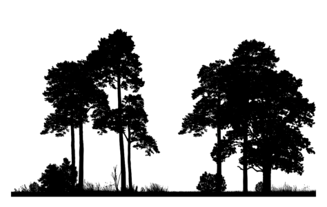 Parkbaum